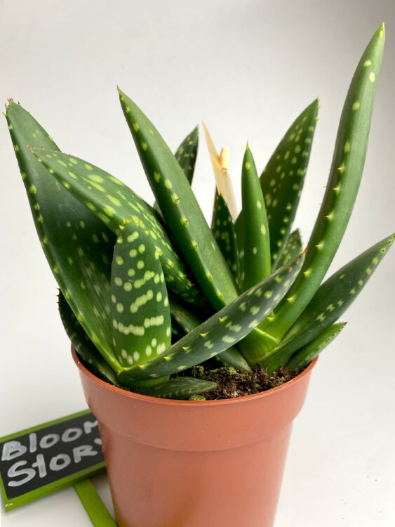 Алоэ Парадисикум ⌀10 