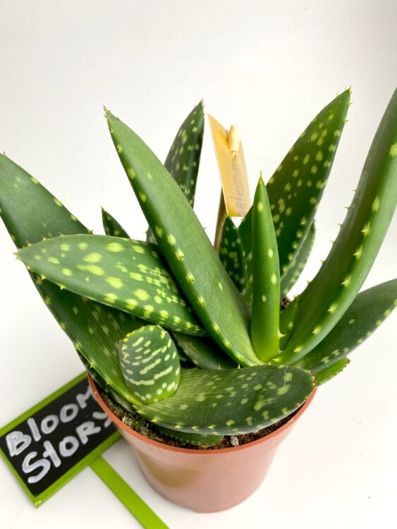 Алоэ Парадисикум ⌀10 