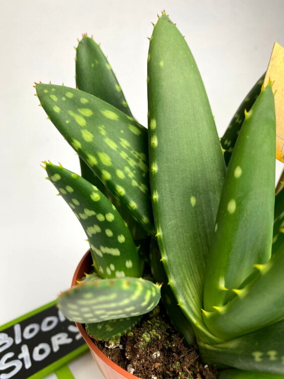 Алоэ Парадисикум ⌀10 