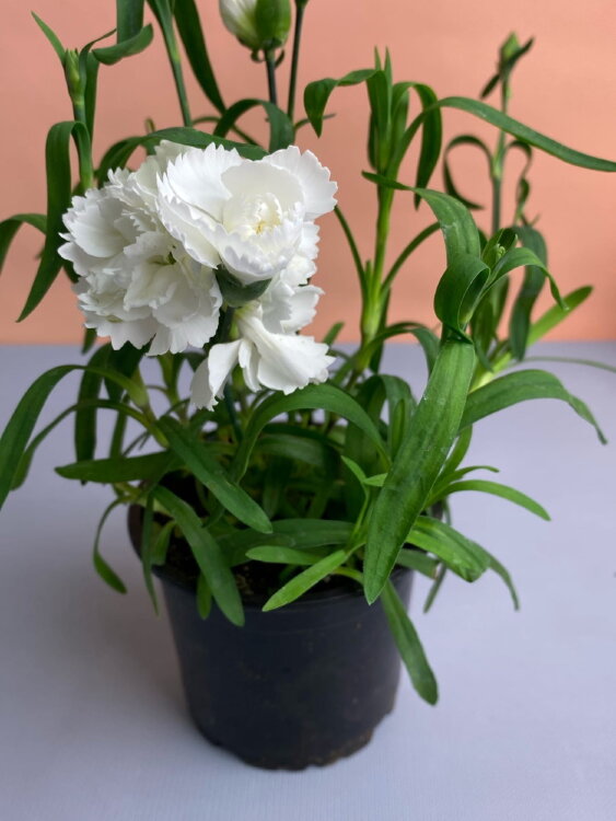 Гвоздика белая Оскар Вайт ⌀12 