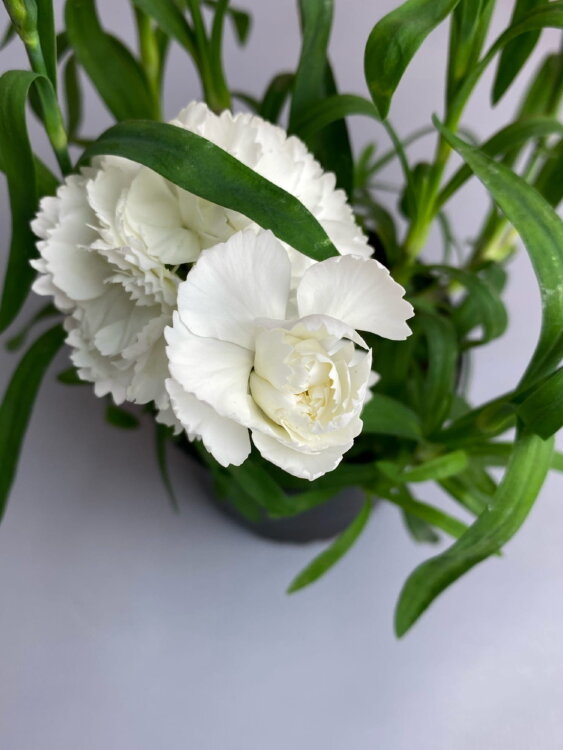 Гвоздика белая Оскар Вайт ⌀12 