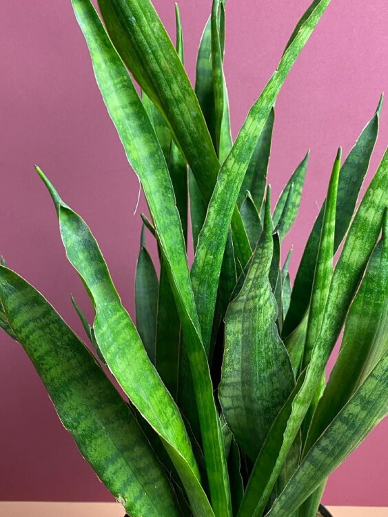 Сансевиерия Яваника ⌀14 50 см  Сансевиерия Яваника ⌀14 50 см