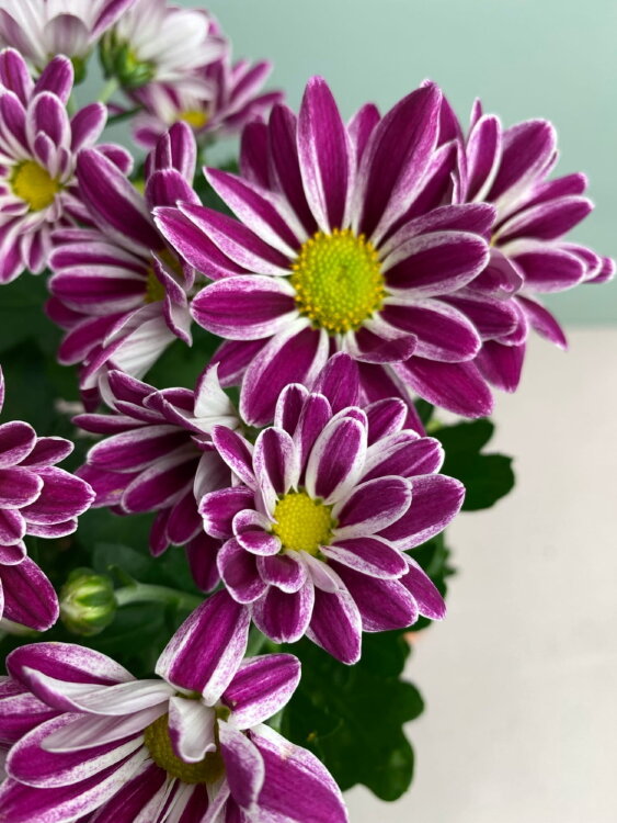 Хризантема лилово-белая ⌀12 