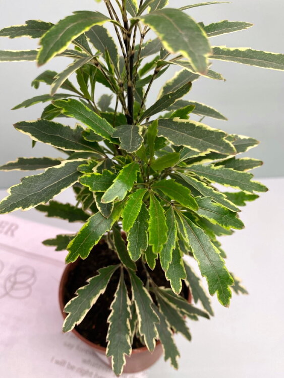 Шеффлера (Дизиготека) Элегантиссима Бьянко ⌀9 25 см 