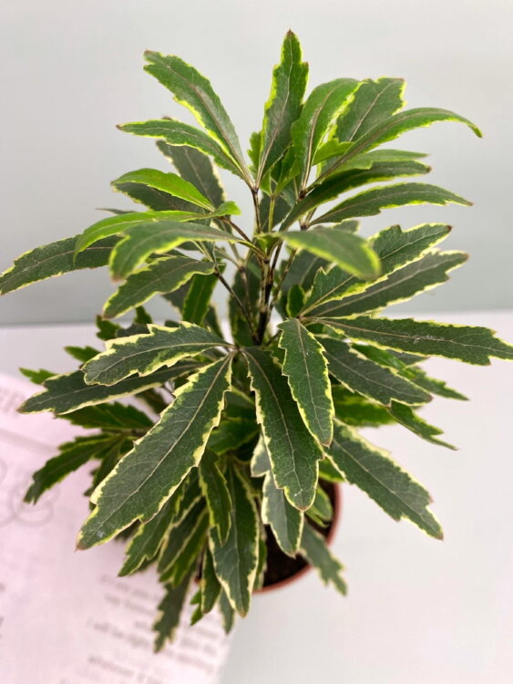 Шеффлера (Дизиготека) Элегантиссима Бьянко ⌀9 25 см 