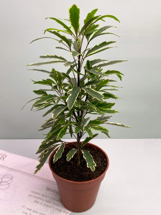 Шеффлера (Дизиготека) Элегантиссима Бьянко ⌀9 25 см 