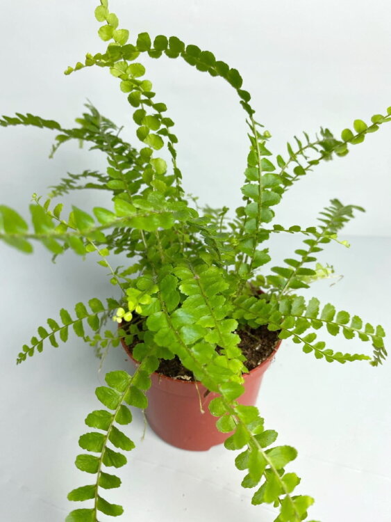 Нефролепис Даффи ⌀8 