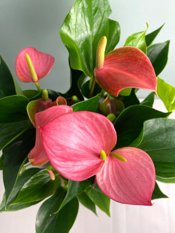 Антуриум Хот Липс ⌀12 35 см 