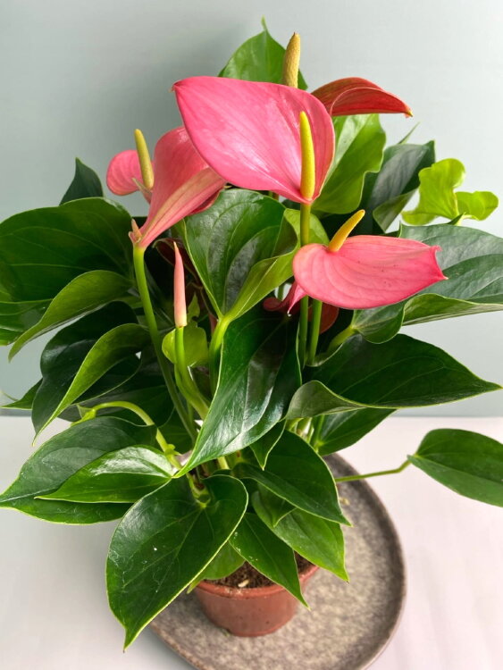 Антуриум Хот Липс ⌀12 35 см 