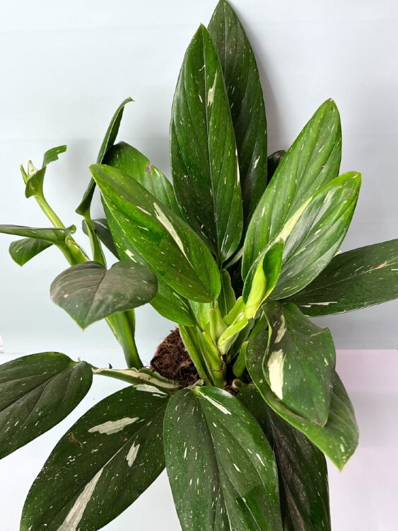 Филодендрон Кобра ⌀17 40 см  Филодендрон Кобра ⌀17 40 см