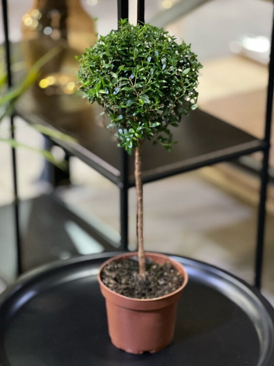 Мирт обыкновенный ⌀12 40 см 