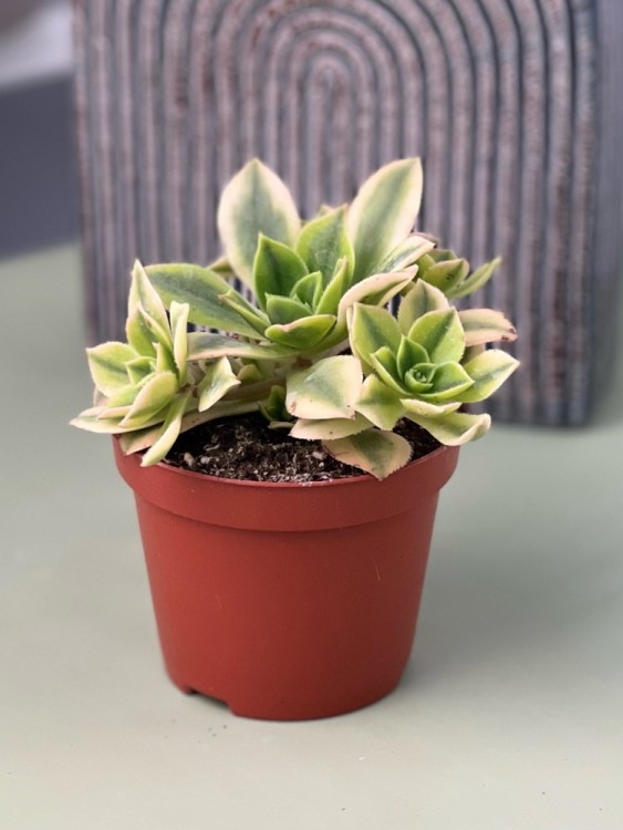 Эониум Старбердс ⌀8 