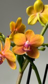 Орхидея Фаленопсис Мультифлора Оранж ⌀12 45 см 