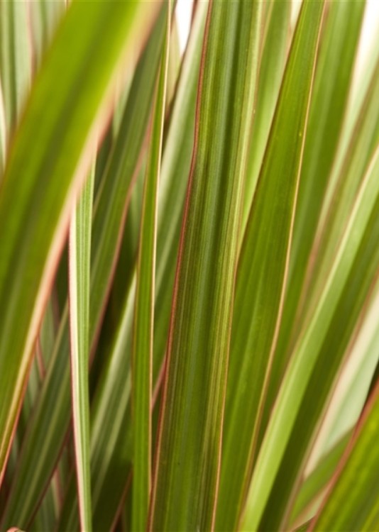 Драцена Маргината Биколор 3 ствола ⌀21 100 см 