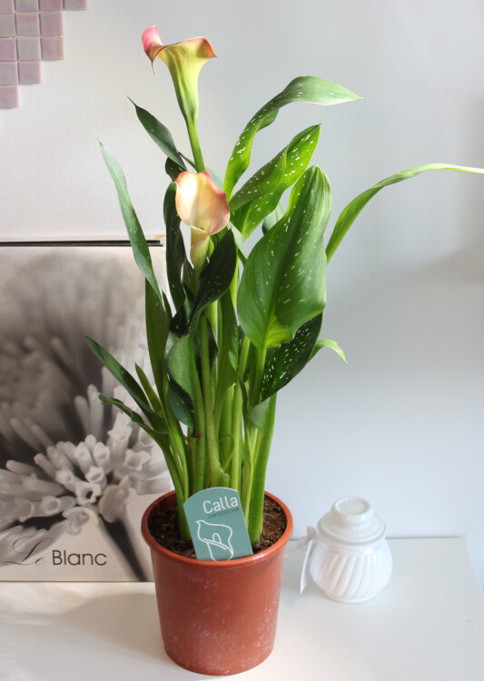 Калла оранжевая ⌀12 40 см 