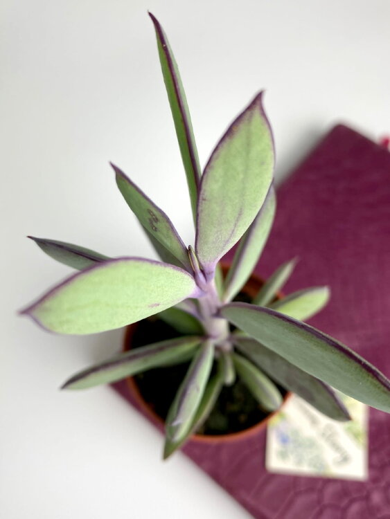 Сенецио Красиссимус ⌀5 