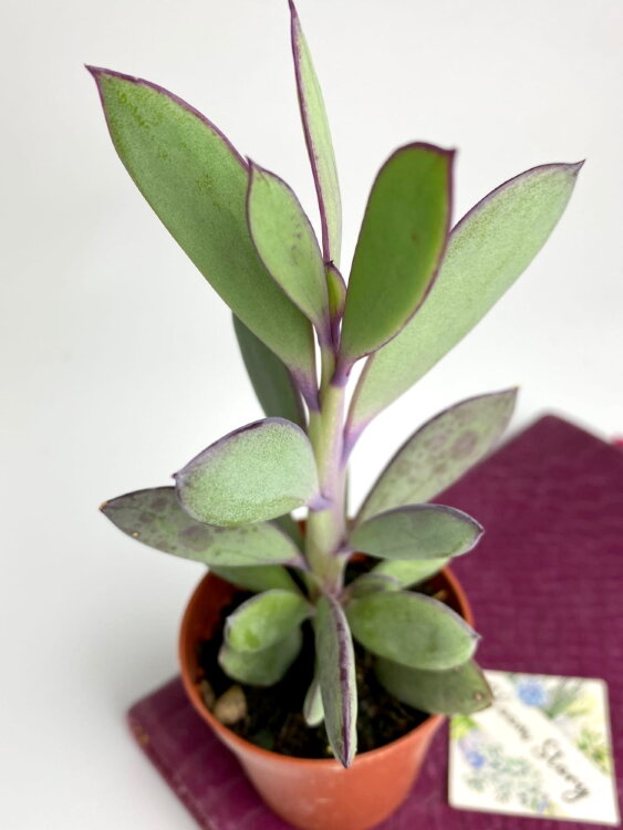 Сенецио Красиссимус ⌀5 