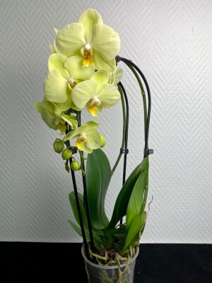 Орхидея Фаленопсис жёлтая двойной каскад 