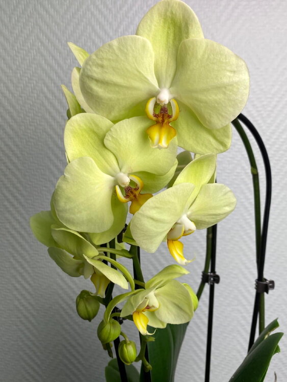 Орхидея Фаленопсис жёлтая двойной каскад  