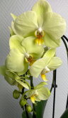 Орхидея Фаленопсис жёлтая двойной каскад  