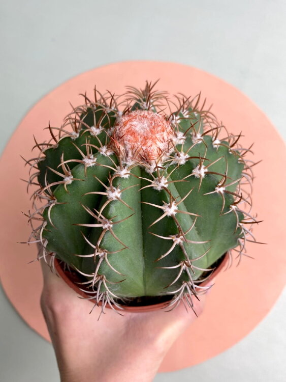 Мелокактус Матанзанус ⌀10 