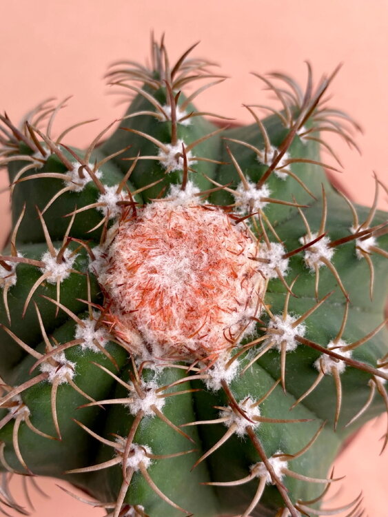 Мелокактус Матанзанус ⌀10 