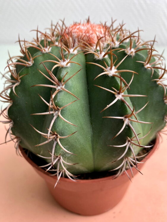 Мелокактус Матанзанус ⌀10 