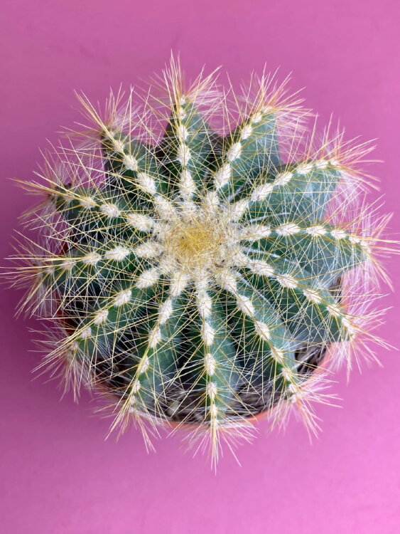 Нотокактус Вараси ⌀10  Нотокактус Вараси ⌀10