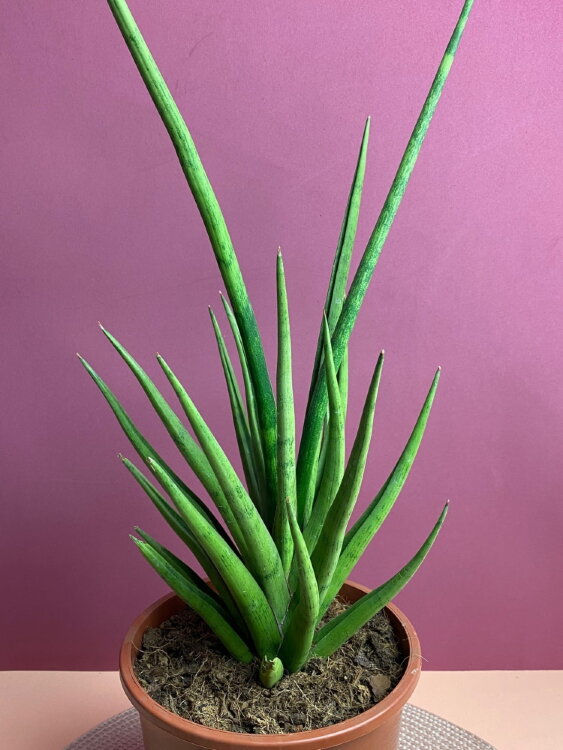 Сансевиерия Францизи ⌀17 55 см 