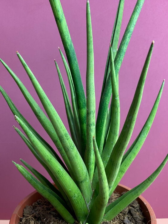 Сансевиерия Францизи ⌀17 55 см 