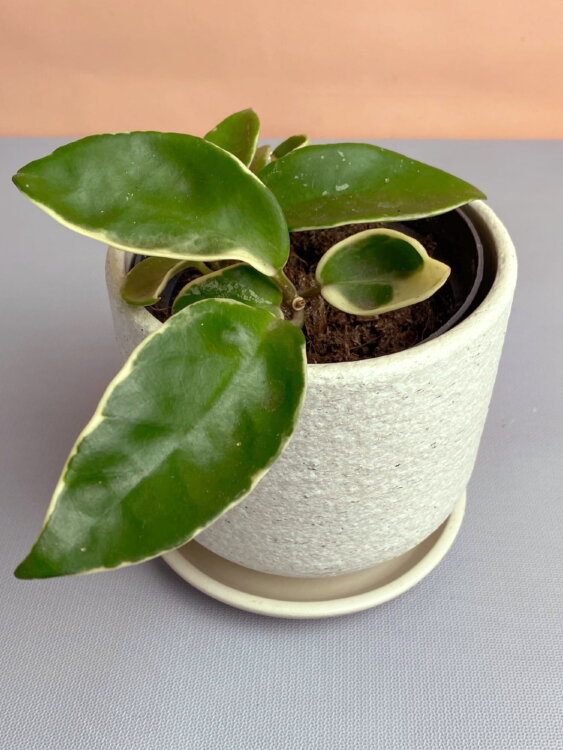 Хойя Карноза Альбомаргината ⌀10  Хойя Карноза Альбомаргината ⌀10