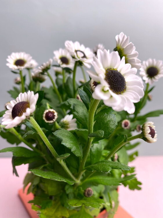 Хризантема белая мелкоцветковая 