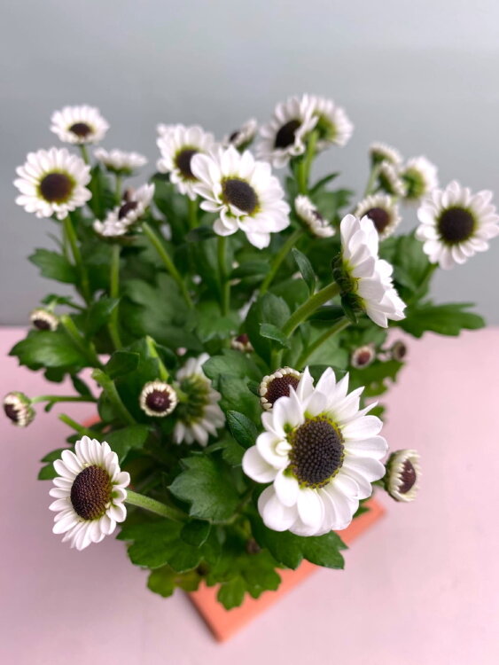 Хризантема белая мелкоцветковая 