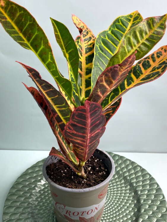 Кротон Петра ⌀12 35 см 