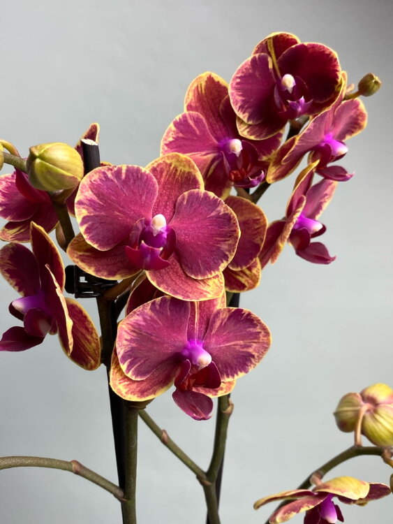 Орхидея Фаленопсис Интрига 2 ст 