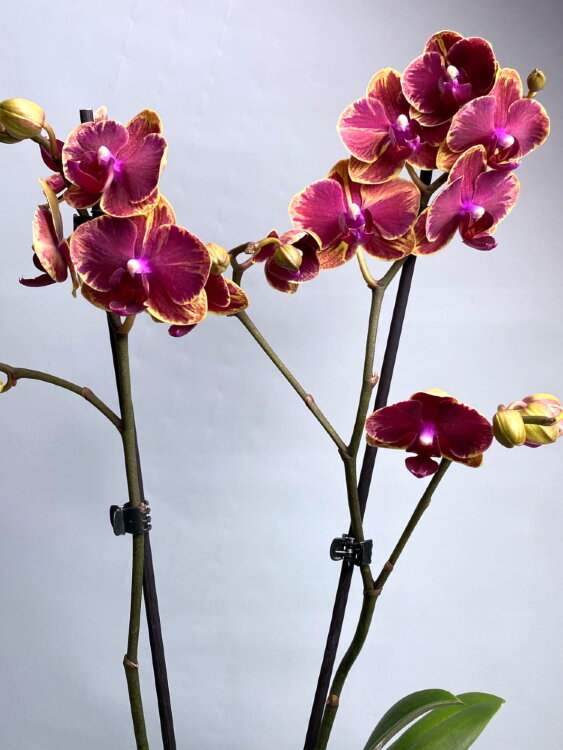 Орхидея Фаленопсис Интрига 2 ст 