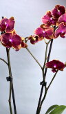 Орхидея Фаленопсис Интрига 2 ст 