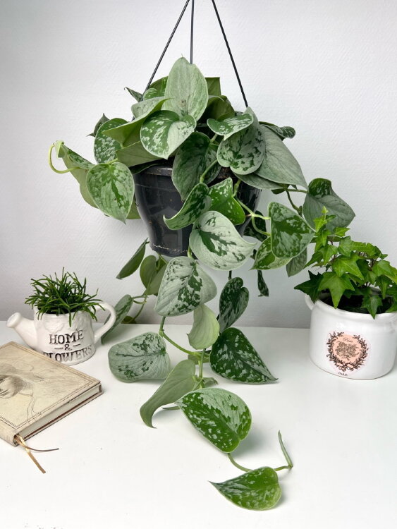 Сциндапсус Пиктус Сильвер Анна подвесной ⌀19 55 см 