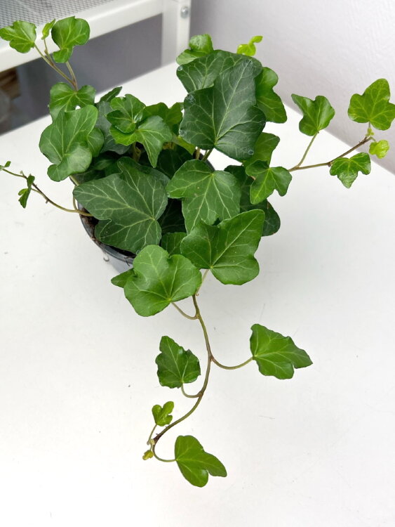 Хедера хеликс Вандер ⌀9 15 см 