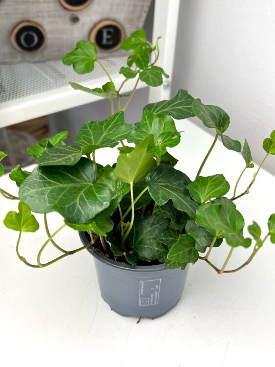 Хедера хеликс Вандер ⌀9 15 см 