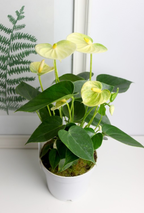 Антуриум Ванилла ⌀9 30 см 