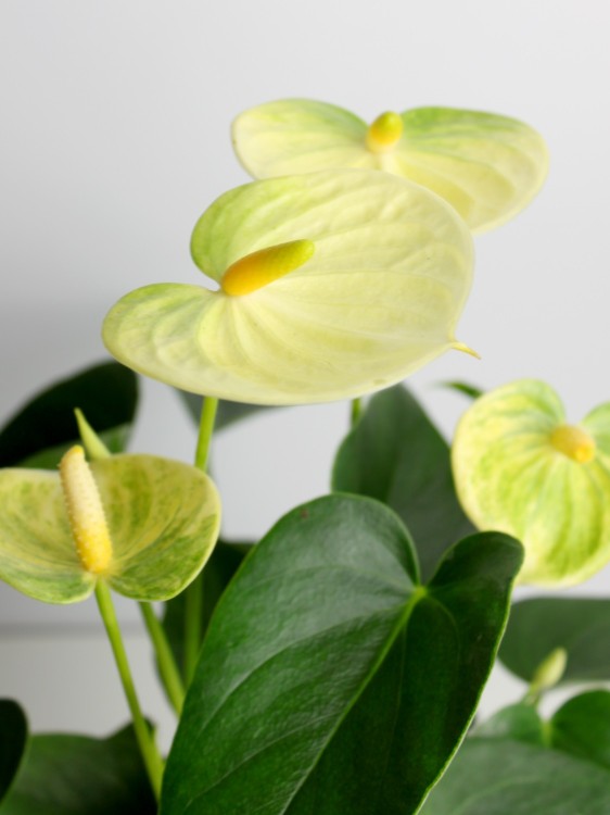 Антуриум Ванилла ⌀9 30 см 