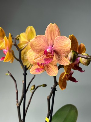 Орхидея Фаленопсис Бронзер ⌀12 45 см