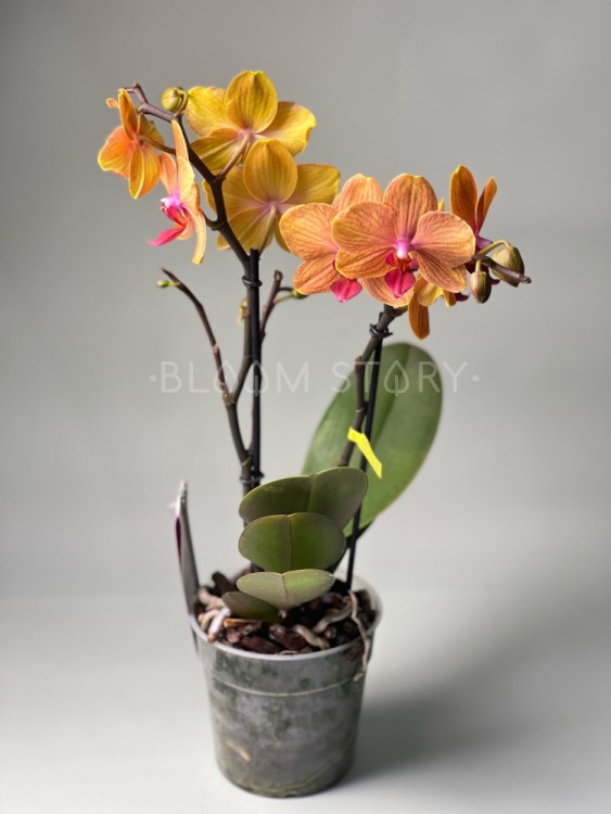 Орхидея Фаленопсис Бронзер ⌀12 45 см 