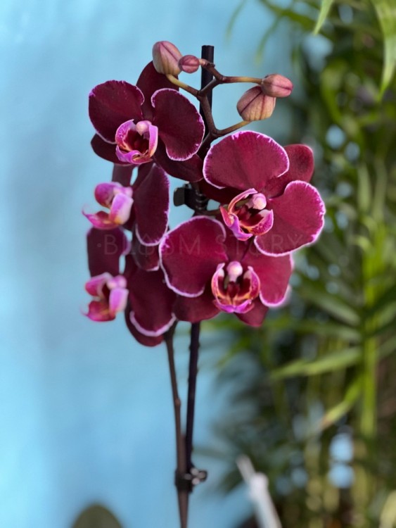 Орхидея Фаленопсис Элегант Дэбора 1 ст ⌀12 50 см 