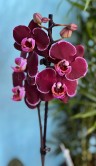 Орхидея Фаленопсис Элегант Дэбора 1 ст ⌀12 50 см 