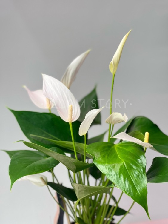 Антуриум Милле Флёр Кава ⌀9 20 см 