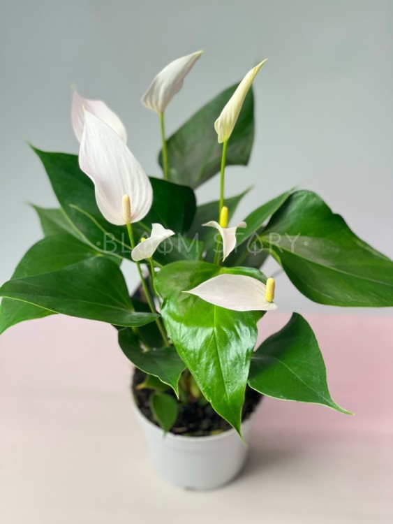 Антуриум Милле Флёр Кава ⌀9 20 см 