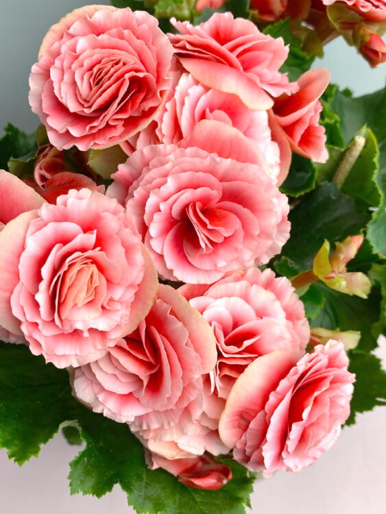 Бегония элатиор Бориас ⌀14 