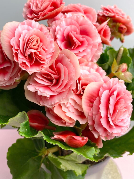 Бегония элатиор Бориас ⌀14 